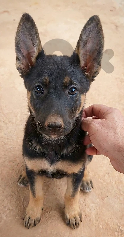 Rex (German shepherd Malinois) موجود جرو هجين للحراسة من أصل سوبر شرس