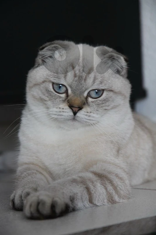 scottish blue point male