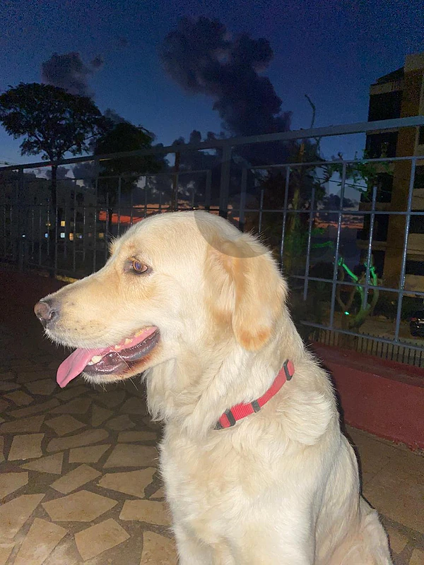 Golden Retriever (LUX <3)