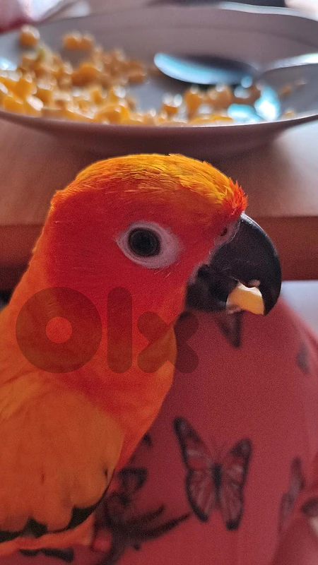 sun conure for sale