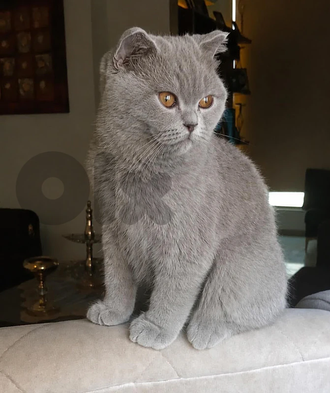 Leo the kitten