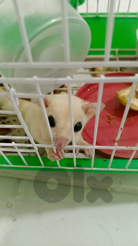 sugar glider for sale