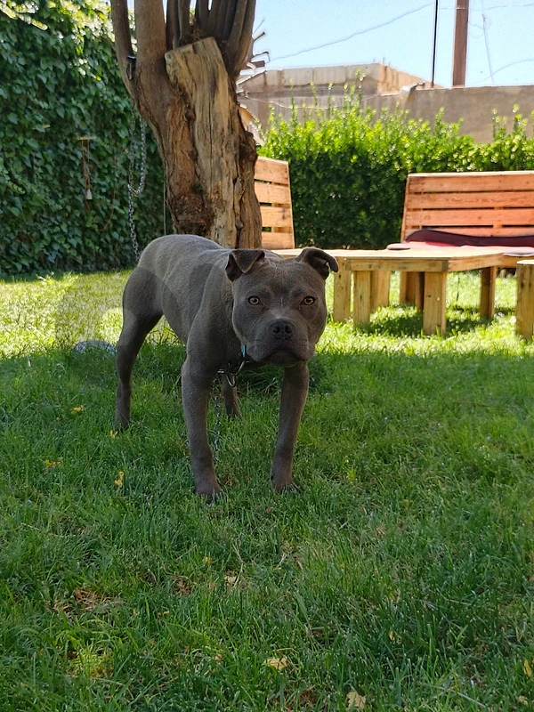 Pitbull blue nose