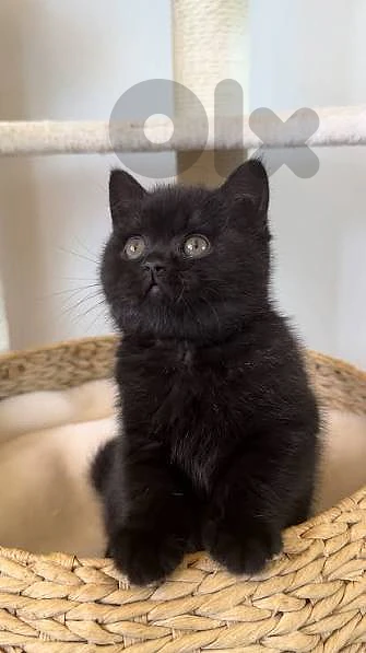 Black British kitten