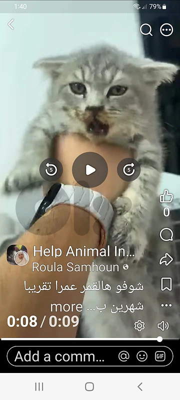 kitten for adoption 2 months old