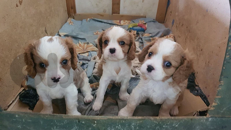 cavalier  king charles 76 007297