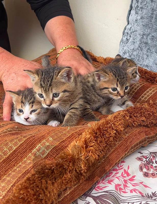 🐾🐾adorable kittens for sale