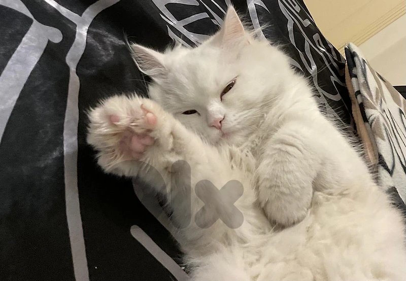 Persian cat Persian cat