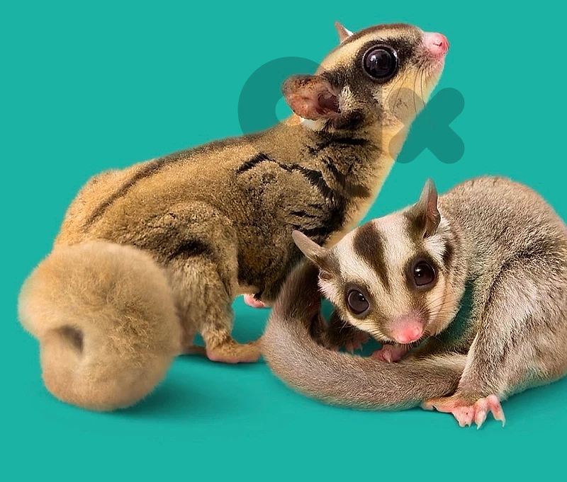 Sugar glider
