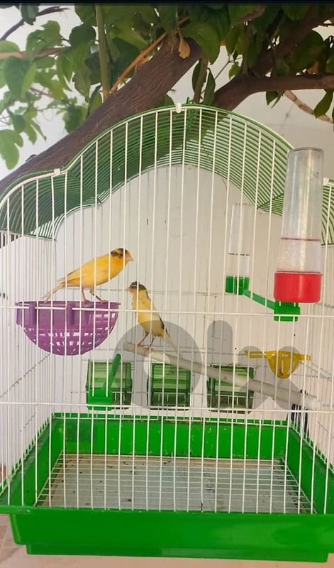 Male and female Canary ready with cage
