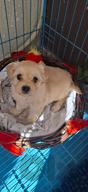 Female Puppy