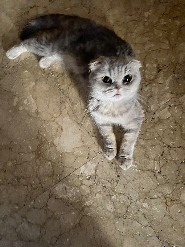 Scottish fold for sale