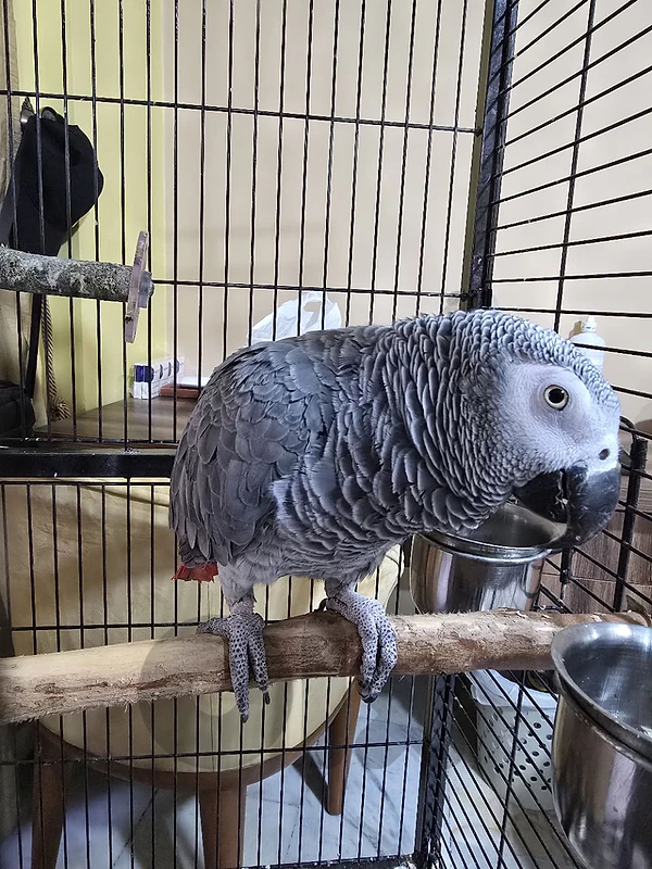 ببغاء كاسكو ذكر Male African Grey