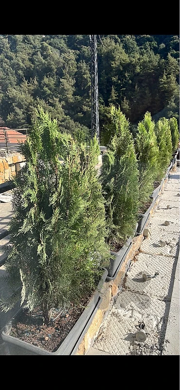 plant thuja