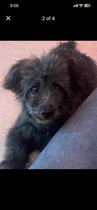 pomapoo