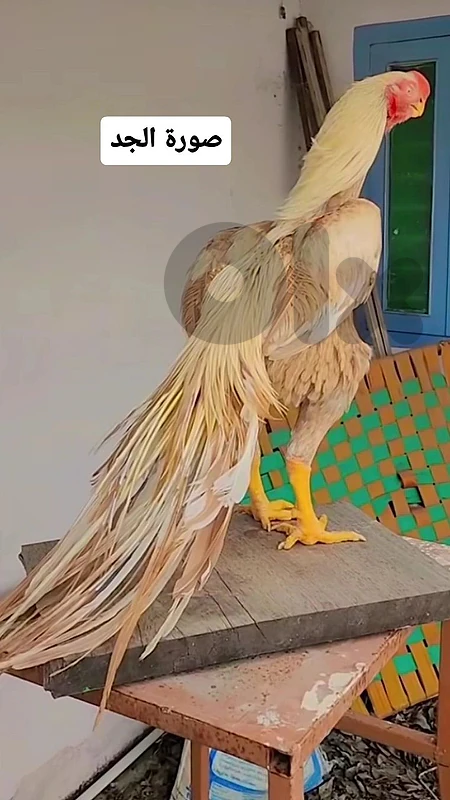 طرابلس