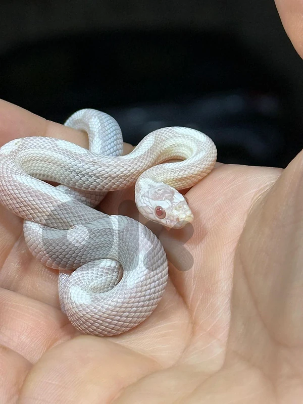 snow corn snake