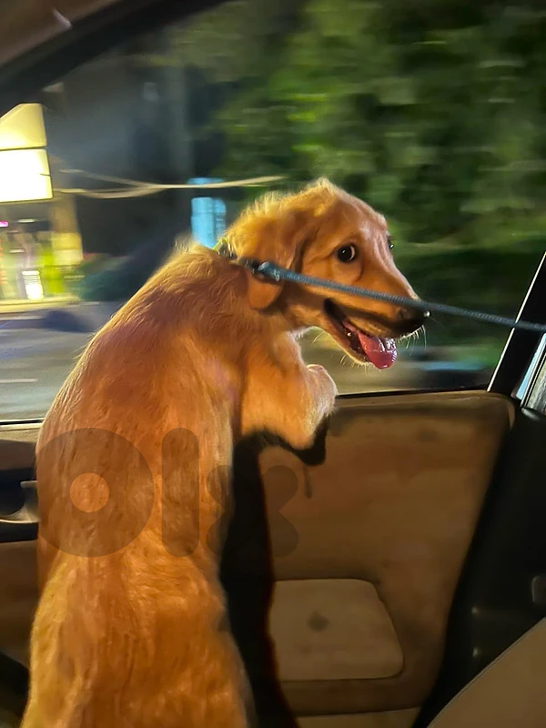 Golden Retriever Puppy — Loving Home Needed