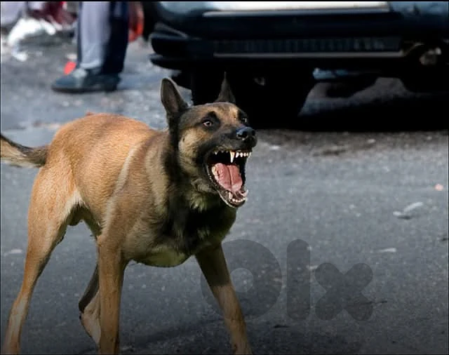 (German shepherd Malinois) موجود جرو هجين للحراسة من أصل سوبر شرس