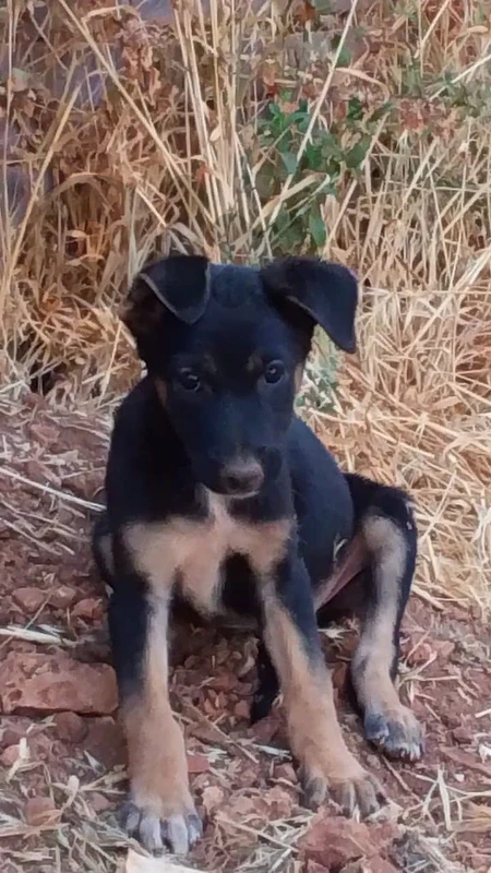 German Malinois Shepherd short hair 47 days