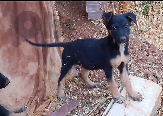 German Malinois Shepherd short hair 47 days German Malinois Shepherd short hair 47 days