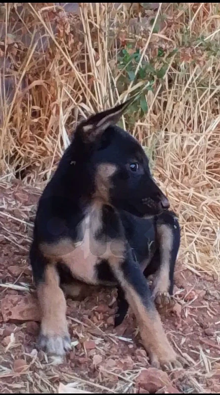 German Malinois Shepherd short hair 47 days