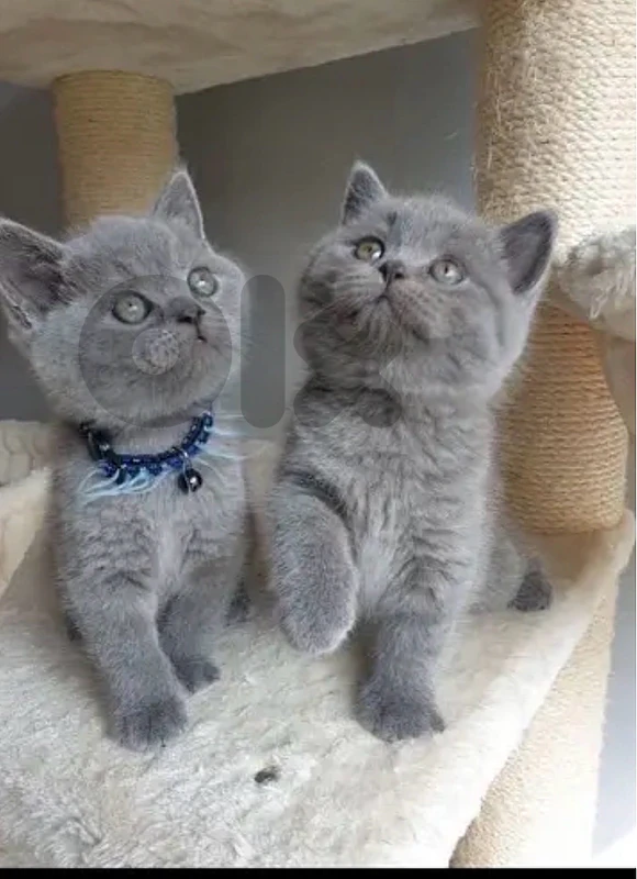 Cutest British short Hair kitten cat / delivery available / قطط