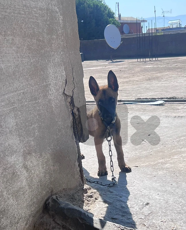 جرو مالينوا دكر للبيع malinois