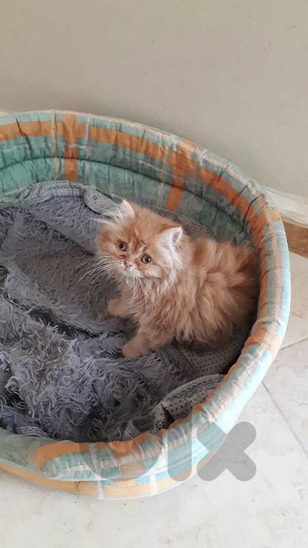 kitten