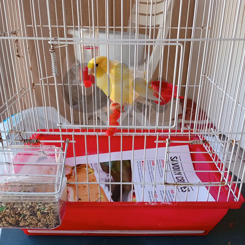 canary for sale