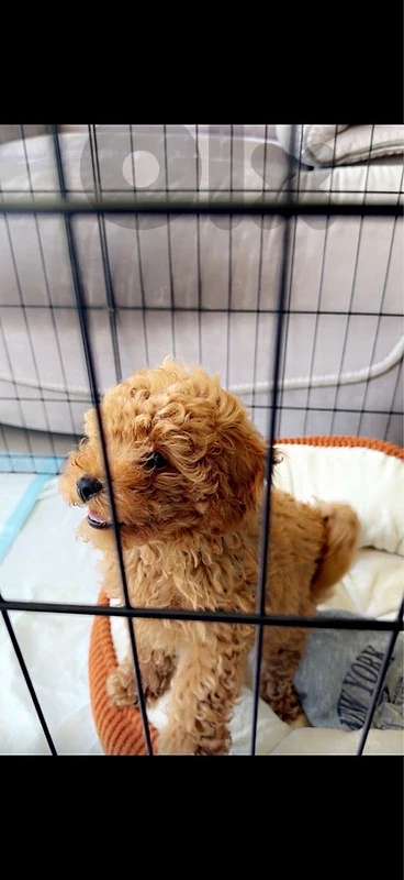 poodle puppy