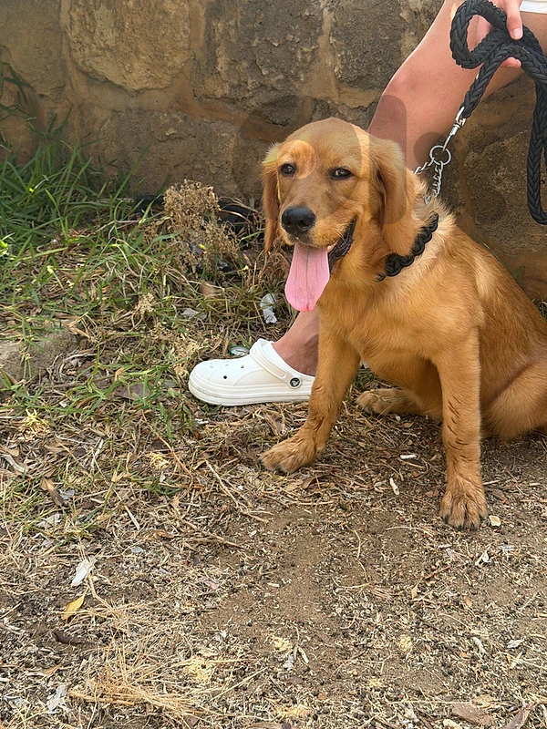 Golden retriever for sale