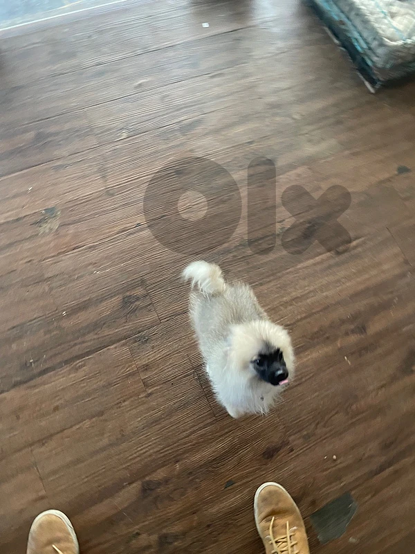pomerinian