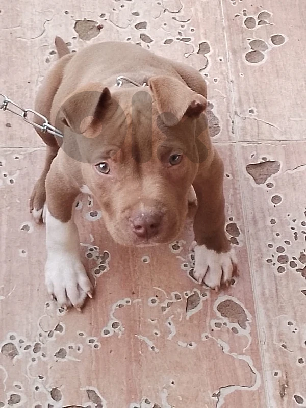 female red nose pitbull champion bloodline