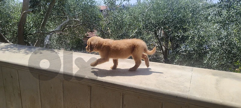 🐶💛 Pure Golden Retriever Female Puppy للبيع 💛🐶