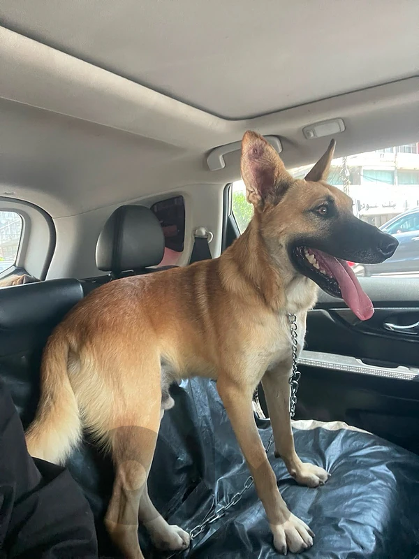 for adoption