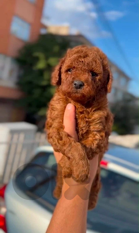 poodle puppies