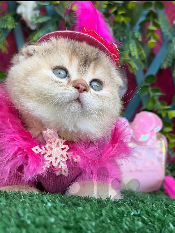 Golden Chinchilla Scottish Fold