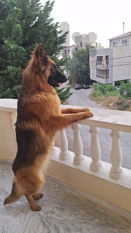 German sheperd 18 months