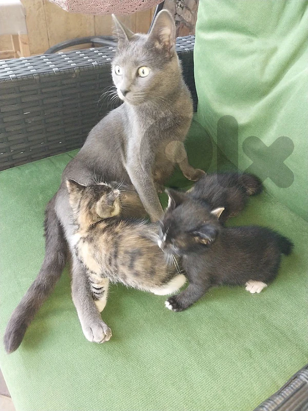 cute kittens for adoption