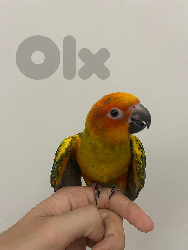 Sun conure