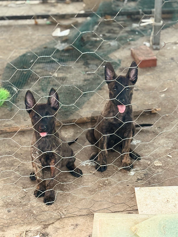 Malinois Dutch