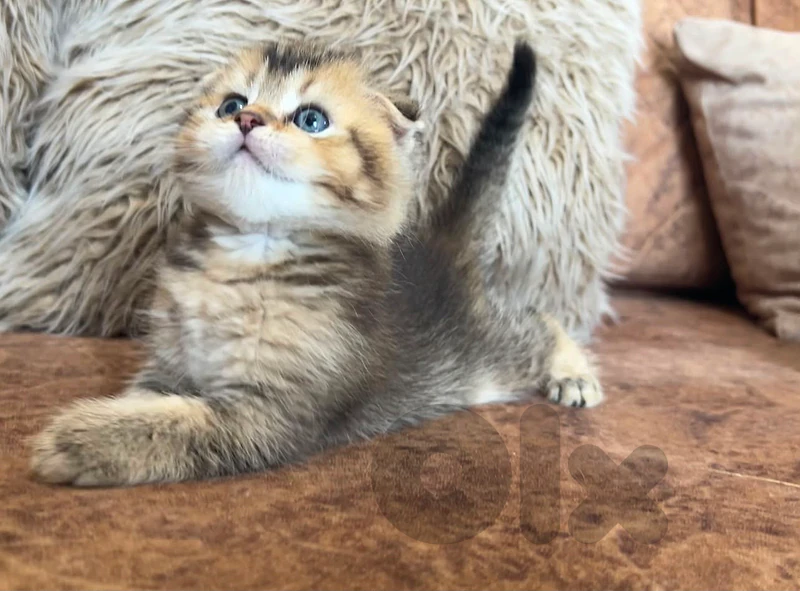 Golden Black Chinchilla Scottish Fold kittens