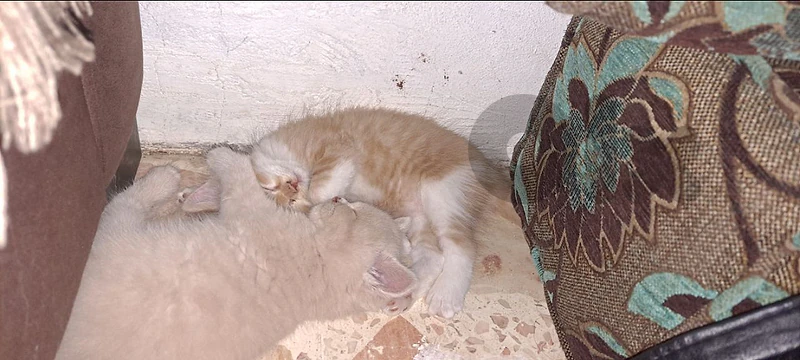 بعلبك