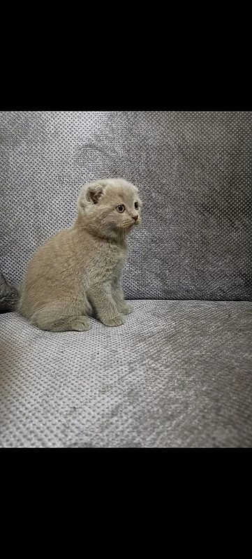 Scottish fold kitten