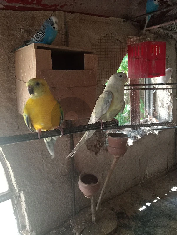 رد رابد كوكاتيل طيور الحب رماج للبيع