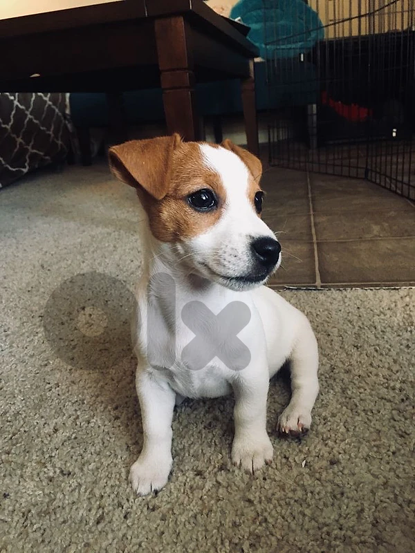 jack Russell terrier puppy