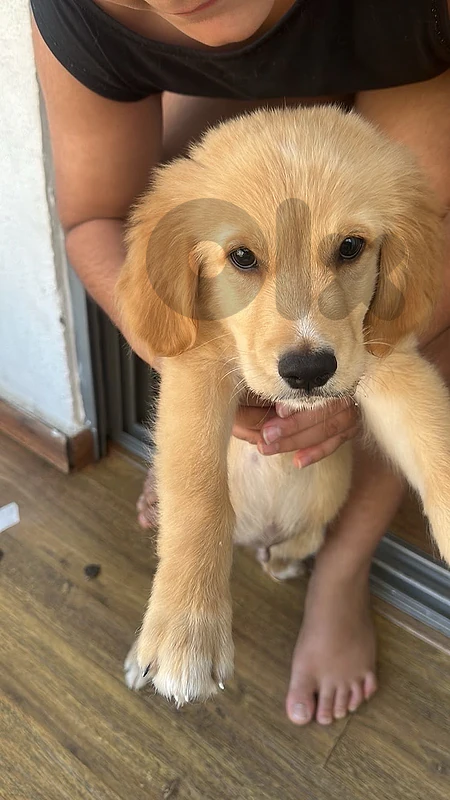 dog for sale