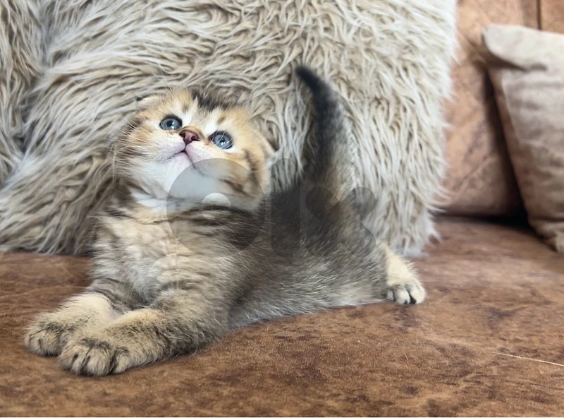 Golden Black Chinchilla Scottish fold kitten