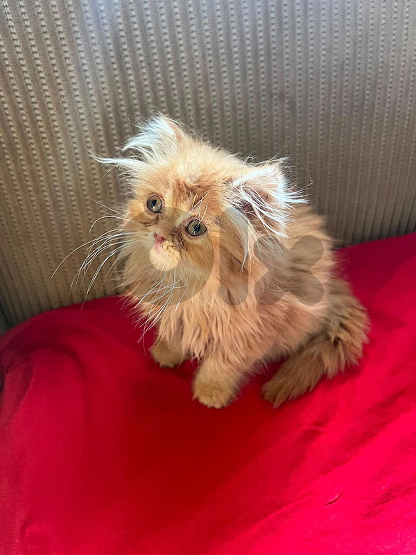 kitten